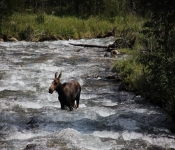 MontanaMoose2013 006